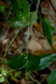 Image result for Oplismenus compositus