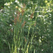 Image result for Juncus exsertus