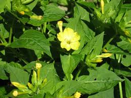 Mit etwas glück kann man sogar knollen ergattern, deren pflanzen dann. Wunderblume Mirabilis Jalapa Gartenzeitung Com