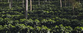 We were the first ones in central america to do so! Costa Rica Coffee Coffee Beans El Grano De Oro About Costa Rican Coffee Info Facts Coffee Driven Economy In Central America