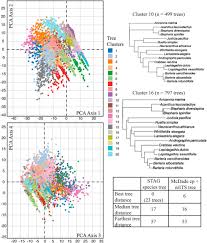 Image result for Neuracanthus africanus