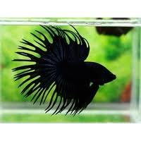 It is also known as the siamese fighting fish or the betta spenders. Siamese Crown Tail Fighting Fish Betta 5cm Aquaholics Aquarium Live Fish Shipping