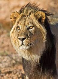 Black Mane Lion Lion Lion Pictures Lion Love