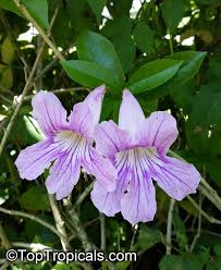 Image result for Bignonia callistegioides