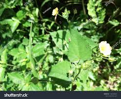Image result for Sida veronicifolia
