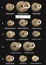 Image result for Trisetopsis milanjianum