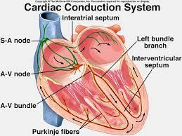 4 Electrical Activity Of The Heart Biology 14 With Bernheim At Tufts University Studyblue Nurse Study Notes Cardiac Nursing Nursing School Survival
