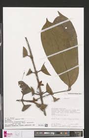 Image result for Orthopichonia seretii