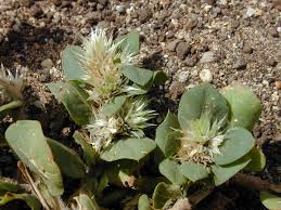 Image result for Alternanthera pungens