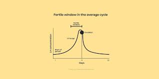 How Your Hormones Change Before During And After Ovulation