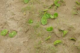 Image result for Hydrocotyle bonariensis