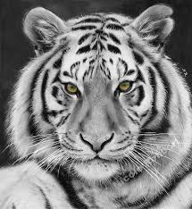 Black And White Tiger Drawing By Quelchii On Deviantart Tiger Drawing Tiger Sketch Tiger Pictures