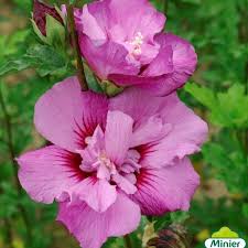 Maybe you would like to learn more about one of these? Hibiscus Syriacus Eruption Althea Ou Mauve En Arbre Rose Of Sharon Hibiscus Hardy Hibiscus