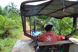 Kelapa sawit is a small town in kulai district johor malaysia. Ladang Kelapa Sawit Family Jm 15