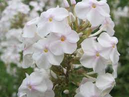 Flower Power Phlox Flowers Flower Power Flowers