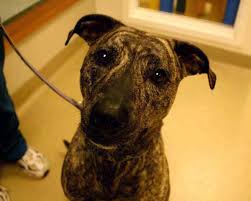 Montgomery county animal services and adoption center montgomery county office of animal services 7315 muncaster mill road · derwood, md 20855 · telephone: Adopting A Pet Montgomery County Maryland Md Cat Dog Adoption Germantown Vet