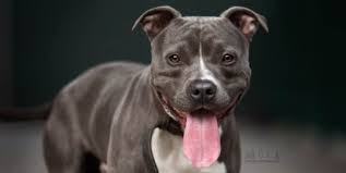 Laut polizei riss sich der hund am dienstagabend auf einer. Pitbull Mix Seite 2 Listenhunde Nothilfe