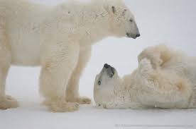 Watch Polar Bears Live From The Arctic Tundra Osos Polares Oso Blanco Oso Polar