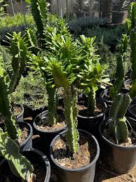 Image result for Euphorbia zambesiana