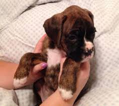 We are a responsible boxer breeder that cares about our boxers and our boxer puppies. Beautiful Akc Boxer Puppies 50 European For Sale In Lake Wales Florida Classified Americanlisted Com