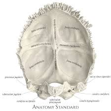 Occipital Bone Anterior View Occipital Brain Anatomy Medical Anatomy