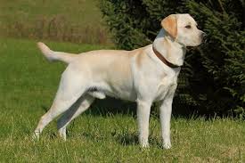 Image result for labrador retrívr