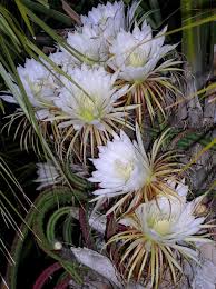 Maybe you would like to learn more about one of these? Pin On Gardens Ideas Designs