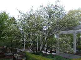 The striking flowers, the purplish, often sweet berries, and the brilliant fall color make serviceberry an attractive landscaping tree. Serviceberry Umn Extension