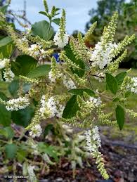 Image result for Aloysia