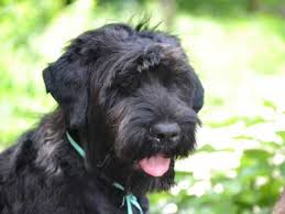 Browse thru our id verified puppy for sale listings to find your perfect puppy in your area. Black Russian Terrier Price Temperament Life Span