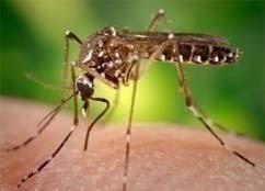Houseplants are also preferred hiding spots for mosquitoes, especially plants that require a lot of water. What Do Mosquitoes Eat Male Vs Female Mosquito Diet