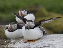Birds That Dont Fly Puffin Farne Islands Birds Puffins Bird Puffin