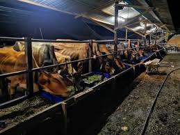 Belajar beternak dari pengalaman peternak lain anda kemungkinan besar sudah mengetahui bahwa contoh analisa usaha kambing pe (peranakan etawa) persiapan usaha peternakan kambing pe sebelum merealisasikan usaha peternakan. Pulangan Berbaloi Trading Lembu