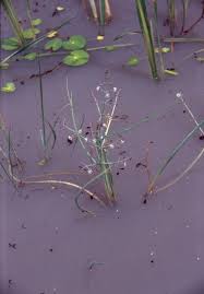 Image result for Burnatia