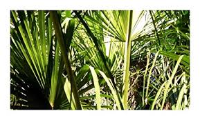 Image result for Livistona drudei