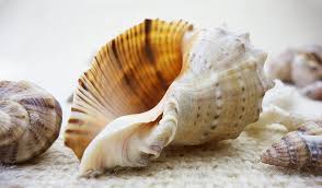Check spelling or type a new query. Kulit Kerang Alam Indah Keindahan Kerang Laut Laut Kehidupan Samudera Liburan Pantai Pikist