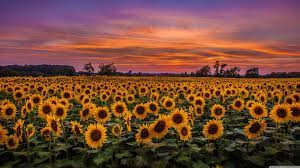 Sunflower field in the sunset. Sunflower Sunset Laptop Wallpapers Top Free Sunflower Sunset Laptop Backgrounds Wallpaperaccess