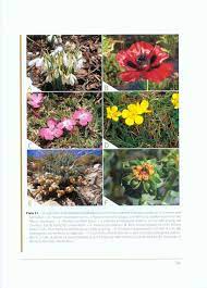 It has an altitudinal range of 1450 m to 1726 m above sea level. Red List Of The Endemic Plants Of The Caucasus Armenia Azerbaijan Georgia Iran Russia And Turkey Nhbs Academic Professional Books