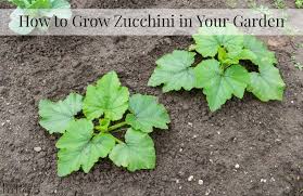 Remove the bottom leaves and place the cutting in a glass of water. How To Grow Zucchini