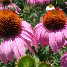 Maybe you would like to learn more about one of these? Flowers That Symbolize Strength A To Z Flowers