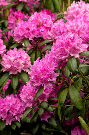 Roseum Elegans Rhododendron Monrovia Roseum Elegans Rhododendron Monrovia Plants Rhododendron Evergreens For Shade