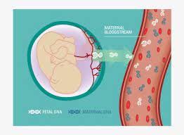 Check spelling or type a new query. Graphic Of Fetal Dna Entering Maternal Blood Stream Cell Free Dna Test Transparent Png 830x612 Free Download On Nicepng