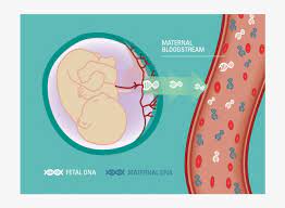 Where can i go to get accurate dna ancestry test done? Graphic Of Fetal Dna Entering Maternal Blood Stream Cell Free Dna Test Transparent Png 830x612 Free Download On Nicepng