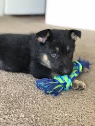 Concerned that your dog is breathing fast? Hi Is It Normal For My German Shepherd Puppy To Breathe Fast When They Are Sleeping He Is Breathing Pretty Fast And When He Awoke His Petcoach