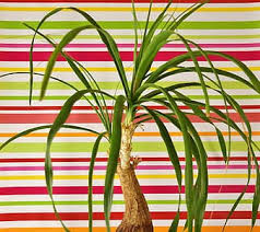 Check spelling or type a new query. Ponytail Plant Beaucarnea Guatemalensis Mexico Flowerpot Green Plant Potted Plant Pikist