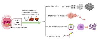 Do you know the stage of the cancer? Cancers Free Full Text The Novel Herbal Cocktail Aga Alleviates Oral Cancer Through Inducing Apoptosis Inhibited Migration And Promotion Of Cell Cycle Arrest At Subg1 Phase