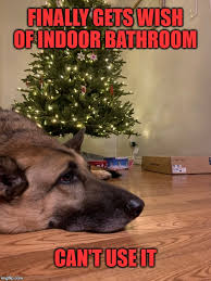 Maybe you would like to learn more about one of these? The Christmas Tree Teasing Dogs Around The Globe For More Than A Millennium Imgflip