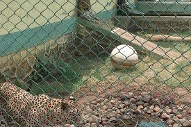 Sanjay Gandhi National Park Officials ...
