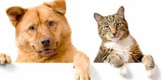 Exhaustive directory · locations near you · call for appointment now House Call Veterinary Service Tori Weston Bangor Me