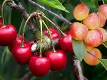 Bare root fruit trees california. Bare Root Fruit Trees Tree Types More Summerwinds